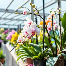 Expo Orquídea acontece na FIDAM de sexta a domingo; confira a programação completa